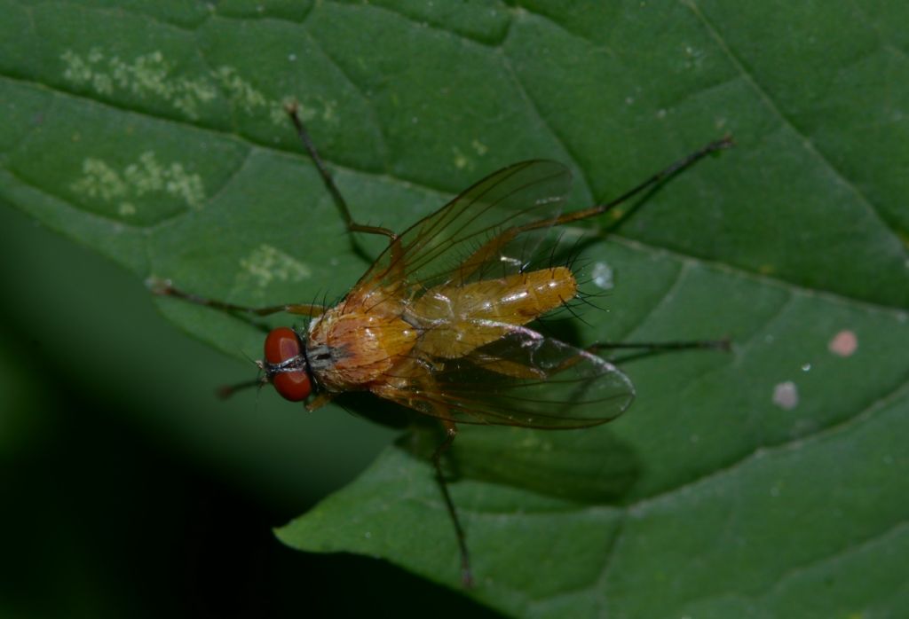 Achanthiptera rohrelliformis ? S